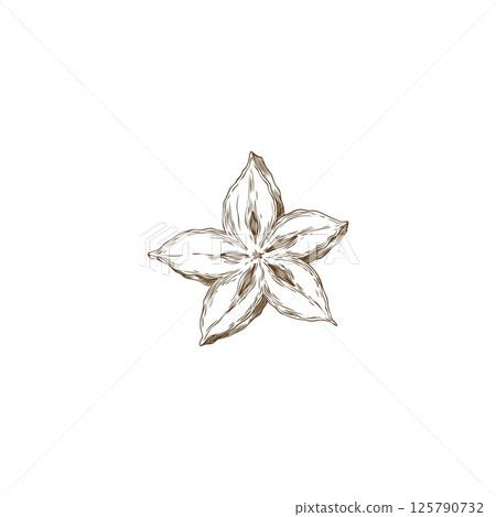 Ripe Carambola fruit slice star shape vector engraved hand drawn illustration, exotic tropical superfood brown sketch 125790732