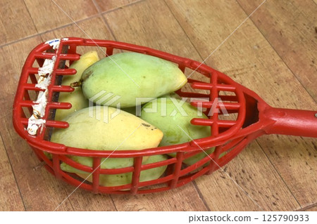 ripe mango tropical fruit hanging from branch on tree in garden picking by basket 125790933