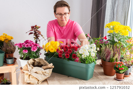 A 50-year-old woman transplanting autumn chrysanthemums into pots, decorating her home is terrace or balcony with vibrant seasonal flowers 125791032