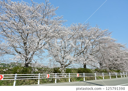 Cherry blossom trees and guardrails Cherry blossom trees and guardrails 125791398
