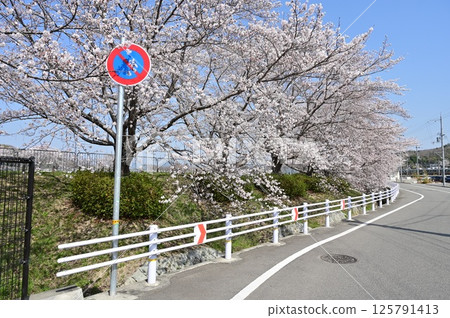 櫻花樹和護欄 櫻花樹和護欄 125791413