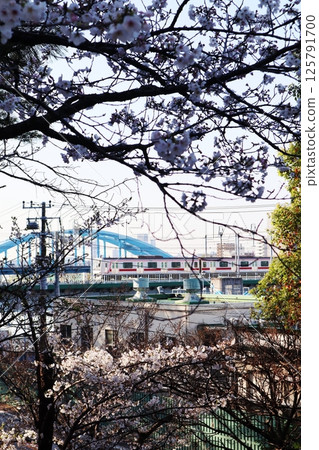 櫻花與東急東橫線列車（東京都大田區玉川台公園） 125791700