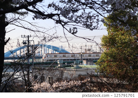 櫻花與東急東橫線列車（東京都大田區玉川台公園） 125791701