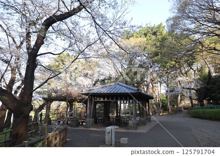 Tamagawadai Park during cherry blossom season (Ota Ward, Tokyo) Tamagawadai Park during cherry blossom season (Ota Ward, Tokyo) 125791704