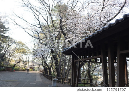 櫻花季的玉川台公園(東京大田區) 櫻花季的玉川台公園(東京大田區) 125791707