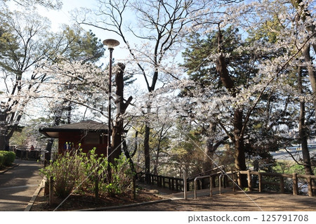 Tamagawadai Park during cherry blossom season (Ota Ward, Tokyo) Tamagawadai Park during cherry blossom season (Ota Ward, Tokyo) 125791708