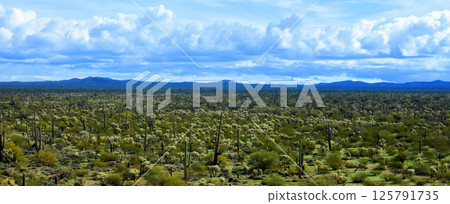 Landscape Sonora Desert Arizona 125791735