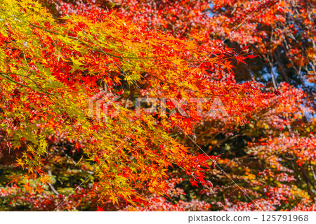 Autumn leaves of Mt. Takao, Tokyo Autumn leaves of Mt. Takao, Tokyo 125791968