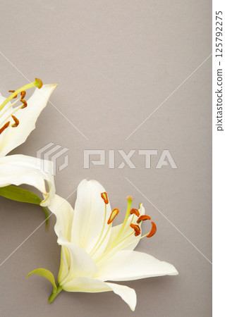 Flowers heads of white lilies on grey background. Mourning or funeral background. Flowers heads of white lilies on grey background. Mourning or funeral background. 125792275