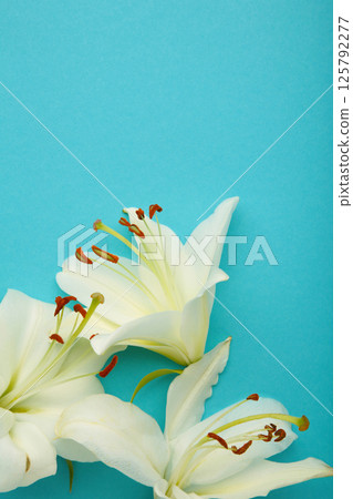 Flowers heads of white lilies on blue background. Mourning or funeral background. Flowers heads of white lilies on blue background. Mourning or funeral background. 125792277