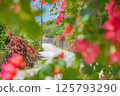 Flower-filled roads on Taketomi Island 125793290