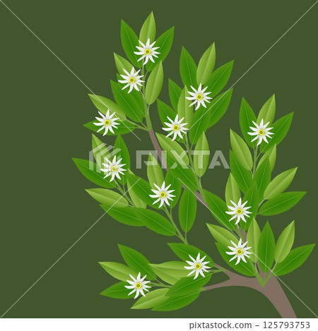 A sprig of star anise with flowers on a green background. A sprig of star anise with flowers on a green background. 125793753