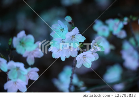 河津櫻花宣布春天的到來 河津櫻花宣布春天的到來 125793838