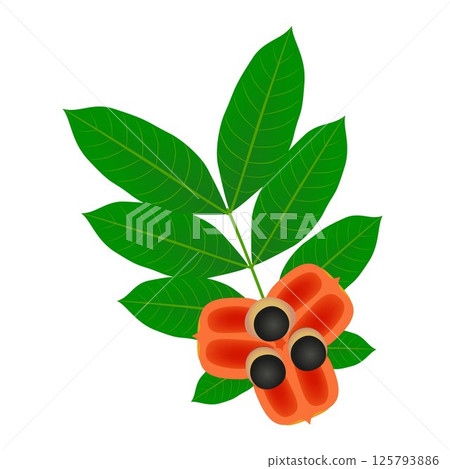Ackee fruit with leaves isolated on white background. Ackee fruit with leaves isolated on white background. 125793886