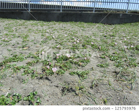 Bindweed bindweed on Kemigawahama that has begun to bloom 125793976