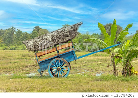 Blue traditional ox cart with thatched roof standing in a lush tropical field with no people visible 125794202