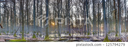 Sunset Reflection in a flooded forest in Moenchbruch Nature Reserve 125794279