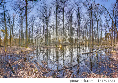 Sunset Reflection in a flooded forest in Moenchbruch Nature Reserve Sunset Reflection in a flooded forest in Moenchbruch Nature Reserve 125794283