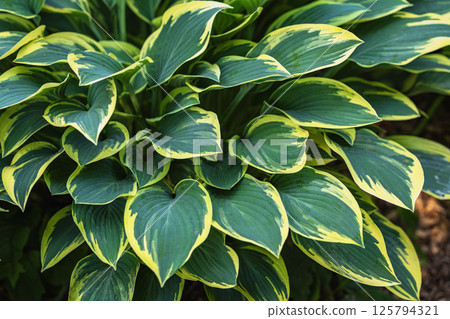 Lush green Hosta close-up rowing in shade garden. Hosta leaves with bold yellow edges forming elegant green foliage composition. Natural background with contrast, rhythm, vibrant structure to garden Lush green Hosta close-up rowing in shade garden. Hosta leaves with bold yellow edges forming elegant green foliage composition. Natural background with contrast, rhythm, vibrant structure to garden 125794321