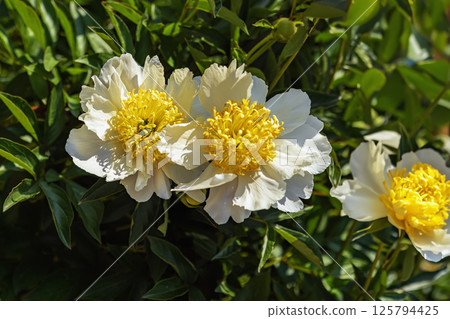 Two blooming peonies with bright yellow centers surrounded by green leaves. Peonies highlight floral purity, detail, natural harmony. Wallpaper for your design, postcard 125794425