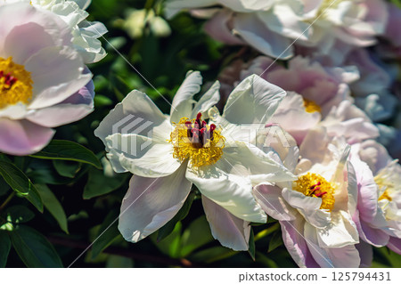 Delicate white peonies with yellow centers blooming in sunlit garden. Peonies evoke purity, soft exotic form. Summer natural floral background, wallpaper. Gardening, breeding, growing flowers Delicate white peonies with yellow centers blooming in sunlit garden. Peonies evoke purity, soft exotic form. Summer natural floral background, wallpaper. Gardening, breeding, growing flowers 125794431