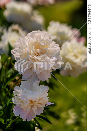 Close-up of light pink peony flower. Soft white peonies in full bloom glowing under spring sunlight. Peonies highlight garden beauty, floral harmony, seasonal freshness Close-up of light pink peony flower. Soft white peonies in full bloom glowing under spring sunlight. Peonies highlight garden beauty, floral harmony, seasonal freshness 125794446