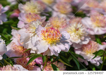 Unique Japanese peonies with vibrant yellow pink centers, soft petals bloom in garden sun. Selective focus. Delicate peonies. Springtime. Valentine's Day, Easter, Birthday, Women's Day, Mother's Day 125794497