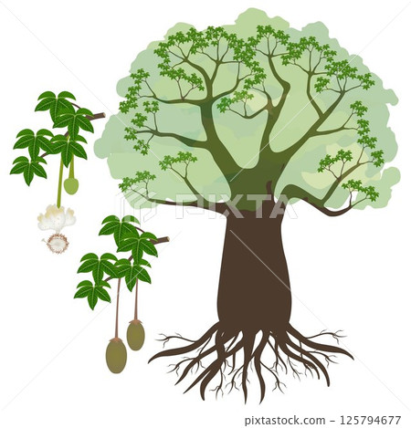 Baobab tree with flower and fruits isolated on white. Baobab tree with flower and fruits isolated on white. 125794677