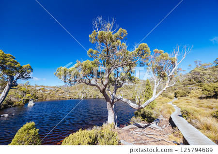 Wombat Pool at Cradle Mountain in Tasmania Australia Wombat Pool at Cradle Mountain in Tasmania Australia 125794689