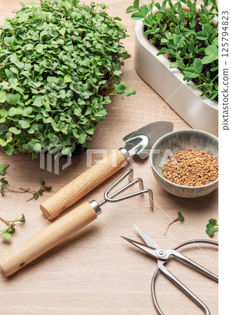 Microgreens gardening, cultivating fresh, nutritious sprouts at home 125794823