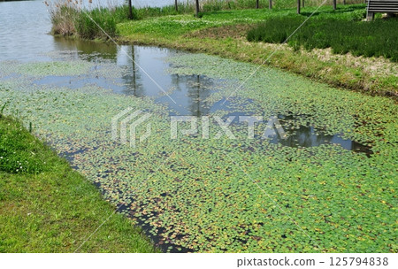 a small river full of lotus leaves in the wild a small river full of lotus leaves in the wild 125794838
