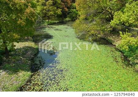a small river full of lotus leaves in the wild a small river full of lotus leaves in the wild 125794840