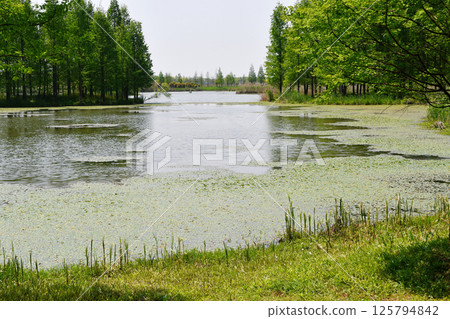 a small river full of lotus leaves in the wild 125794842
