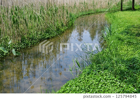 a river in the wild and plants on its banks a river in the wild and plants on its banks 125794845