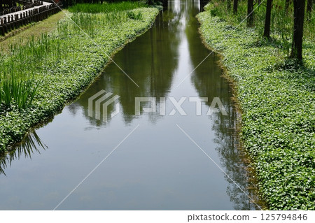 a river in the wild and plants on its banks a river in the wild and plants on its banks 125794846