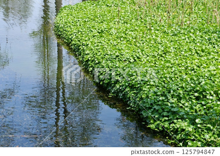 aquatic plants on the surface of a field pond 125794847