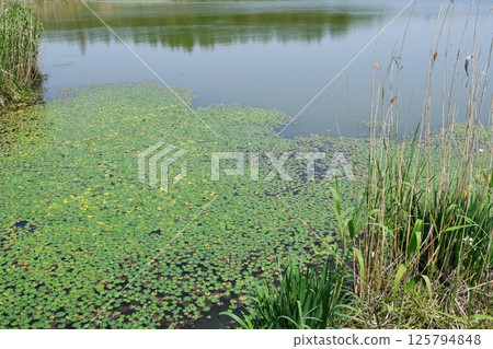 a small river full of lotus leaves in the wild 125794848