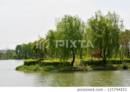 green woods by the river bank green woods by the river bank 125794852