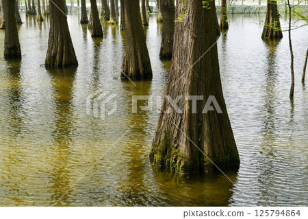tree roots in a fir forest growing in water tree roots in a fir forest growing in water 125794864