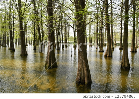 tree roots in a fir forest growing in water 125794865