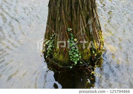 tree roots in a fir forest growing in water tree roots in a fir forest growing in water 125794866