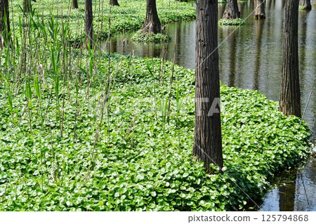 tree roots in a fir forest growing in water tree roots in a fir forest growing in water 125794868