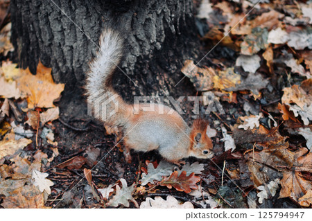 A red squirrel in the autumn forest in its natural habitat. A close-up portrait of a squirrel. The forest is full of muted colors on the eve of winter. 125794947