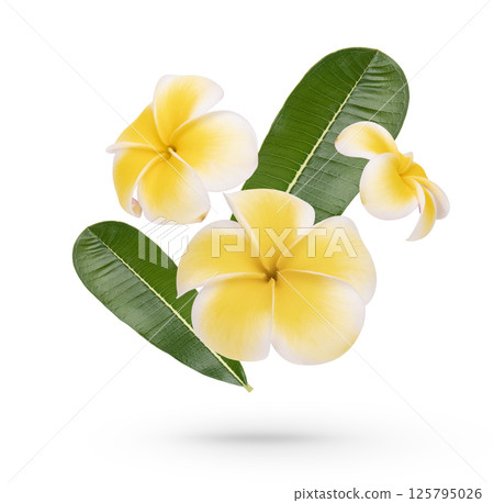 Yellow plumeria rubra flower with leaves isolated on white background Yellow plumeria rubra flower with leaves isolated on white background 125795026