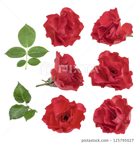 Fresh red rose isolated on white background Fresh red rose isolated on white background 125795027