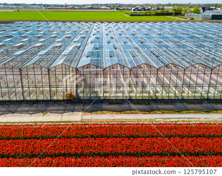 Aerial view of a vibrant red tulip field divided by a road from a modern glass greenhouse, showcasing symmetry and contrast between nature and structure. 125795107