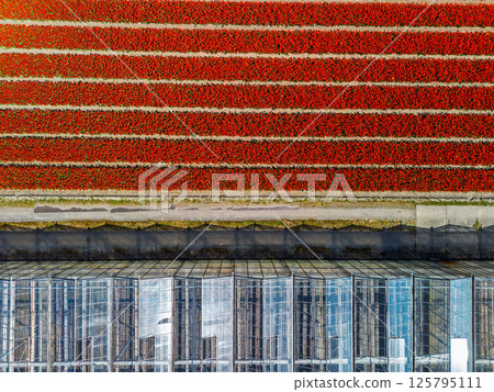 Aerial view of a vibrant red tulip field divided by a road from a modern glass greenhouse, showcasing symmetry and contrast between nature and structure. Aerial view of a vibrant red tulip field divided by a road from a modern glass greenhouse, showcasing symmetry and contrast between nature and structure. 125795111