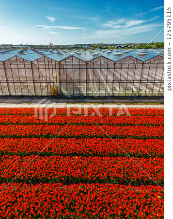 Aerial view of a vibrant red tulip field divided by a road from a modern glass greenhouse, showcasing symmetry and contrast between nature and structure. Aerial view of a vibrant red tulip field divided by a road from a modern glass greenhouse, showcasing symmetry and contrast between nature and structure. 125795116
