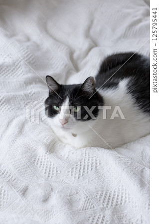 一隻棕色的貓在床上休息 一隻棕色的貓在床上休息 125795441