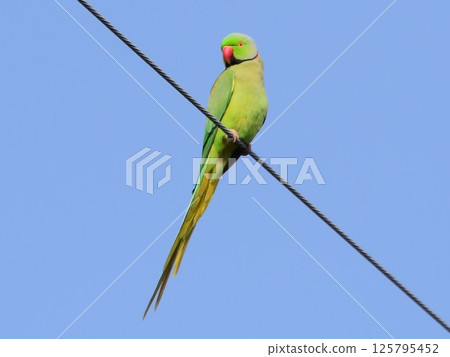 Rose-ringed Parakeet Rose-ringed Parakeet 125795452